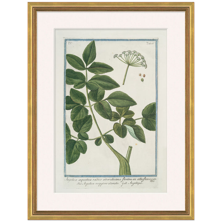 Hortus Romanus 1772-1793 13 by Soicher Marin