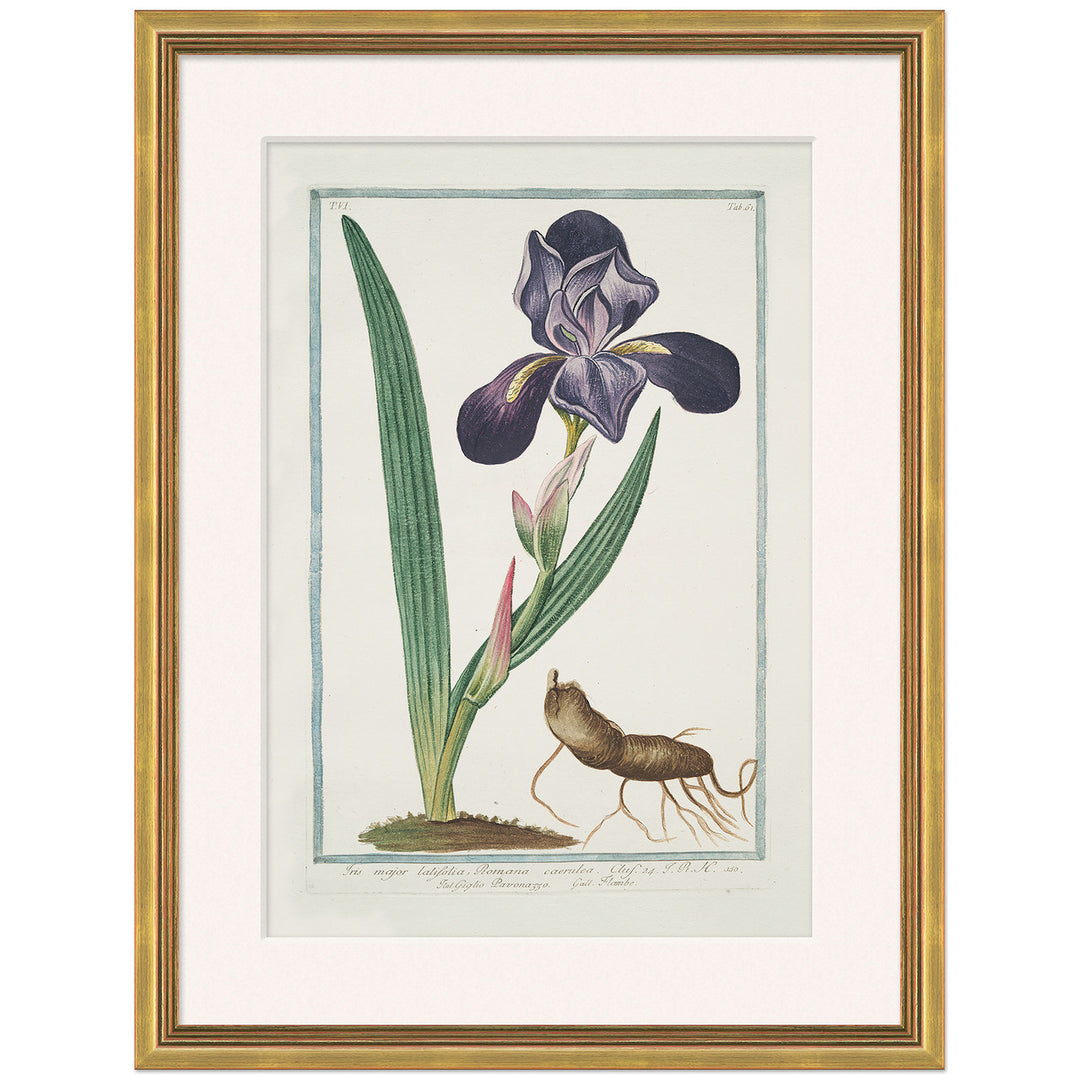 Hortus Romanus 1772-1793 19 by Soicher Marin
