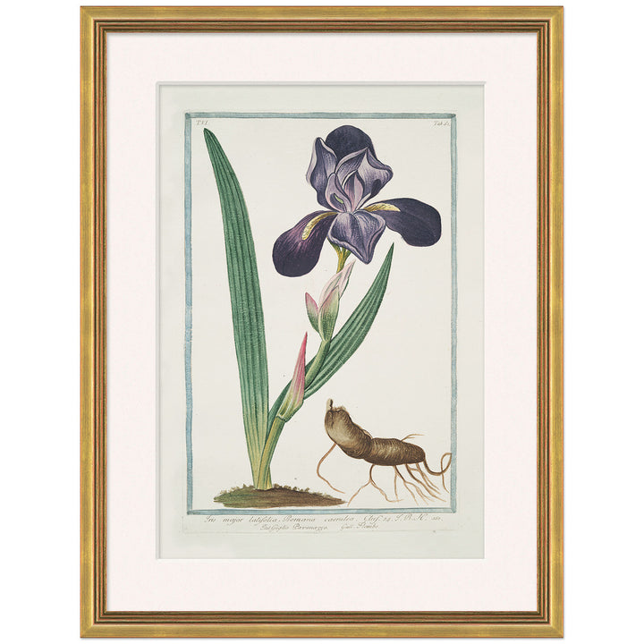 Hortus Romanus 1772-1793 19 by Soicher Marin