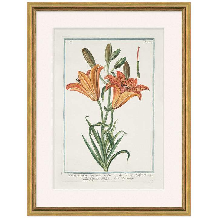 Hortus Romanus 1772-1793 26 by Soicher Marin