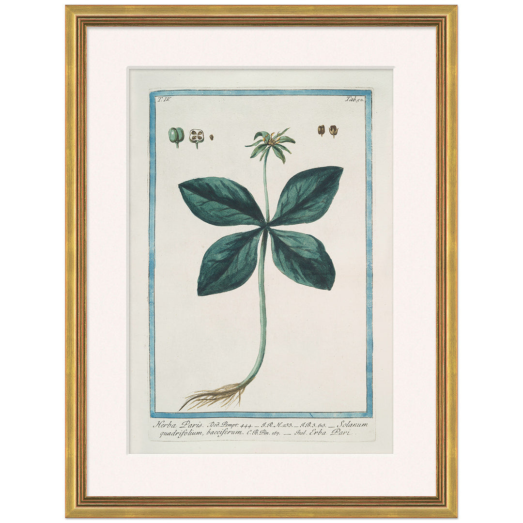 Hortus Romanus 1772-1793 39 by Soicher Marin