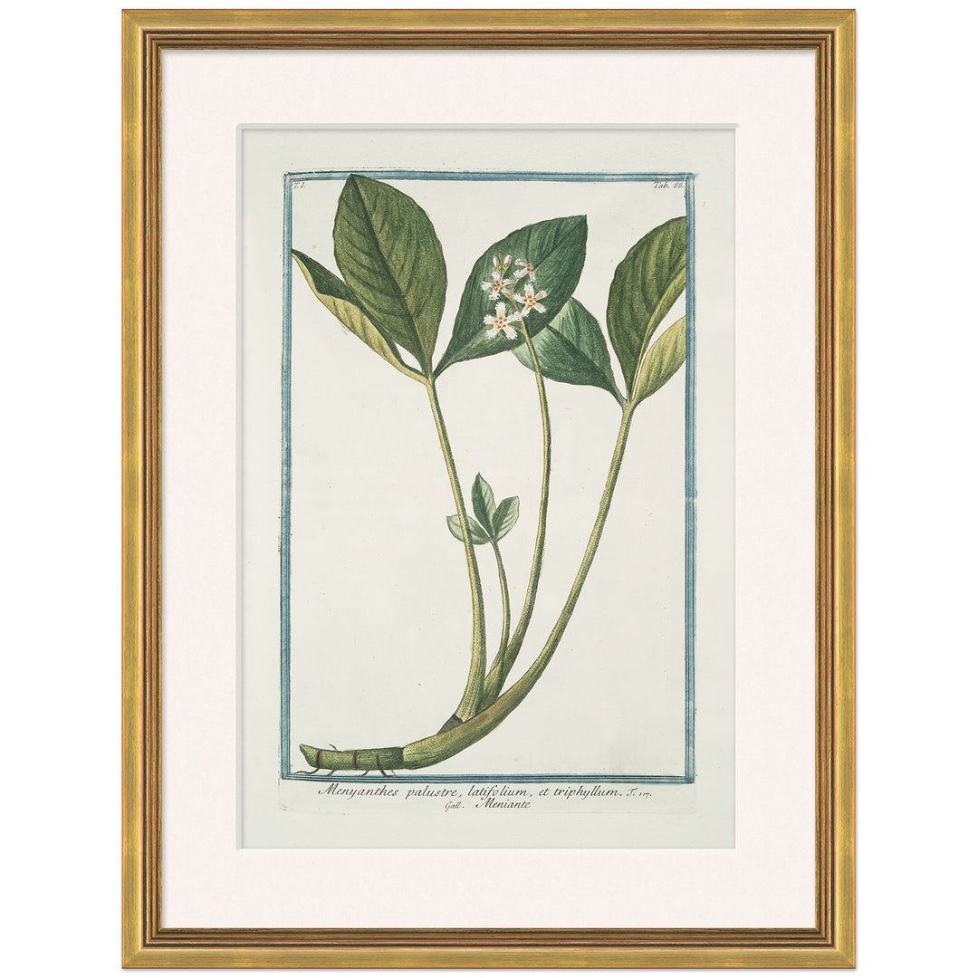 Hortus Romanus 1772-1793 14 by Soicher Marin