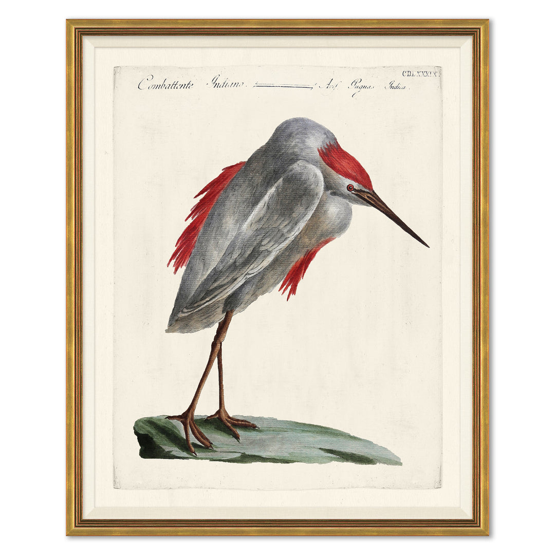 Odd Birds by Soicher Marin