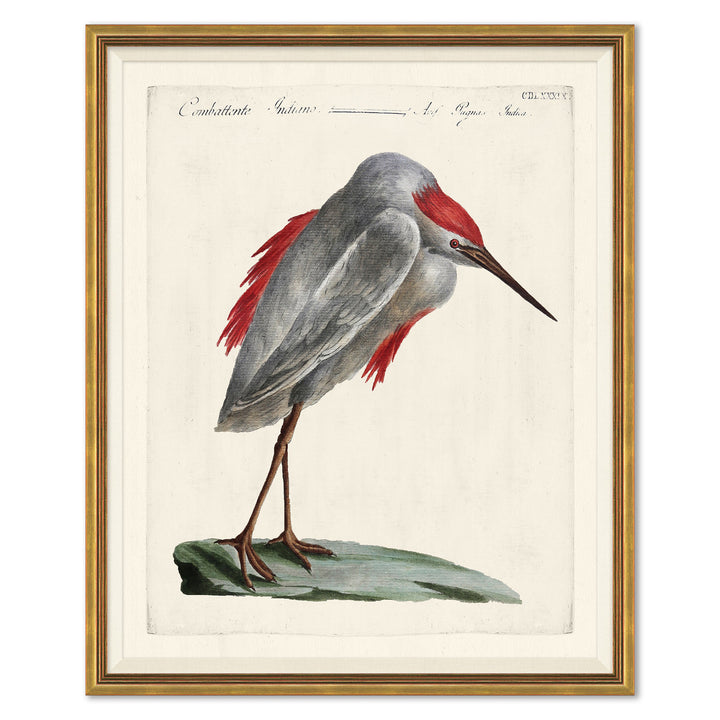 Odd Birds by Soicher Marin