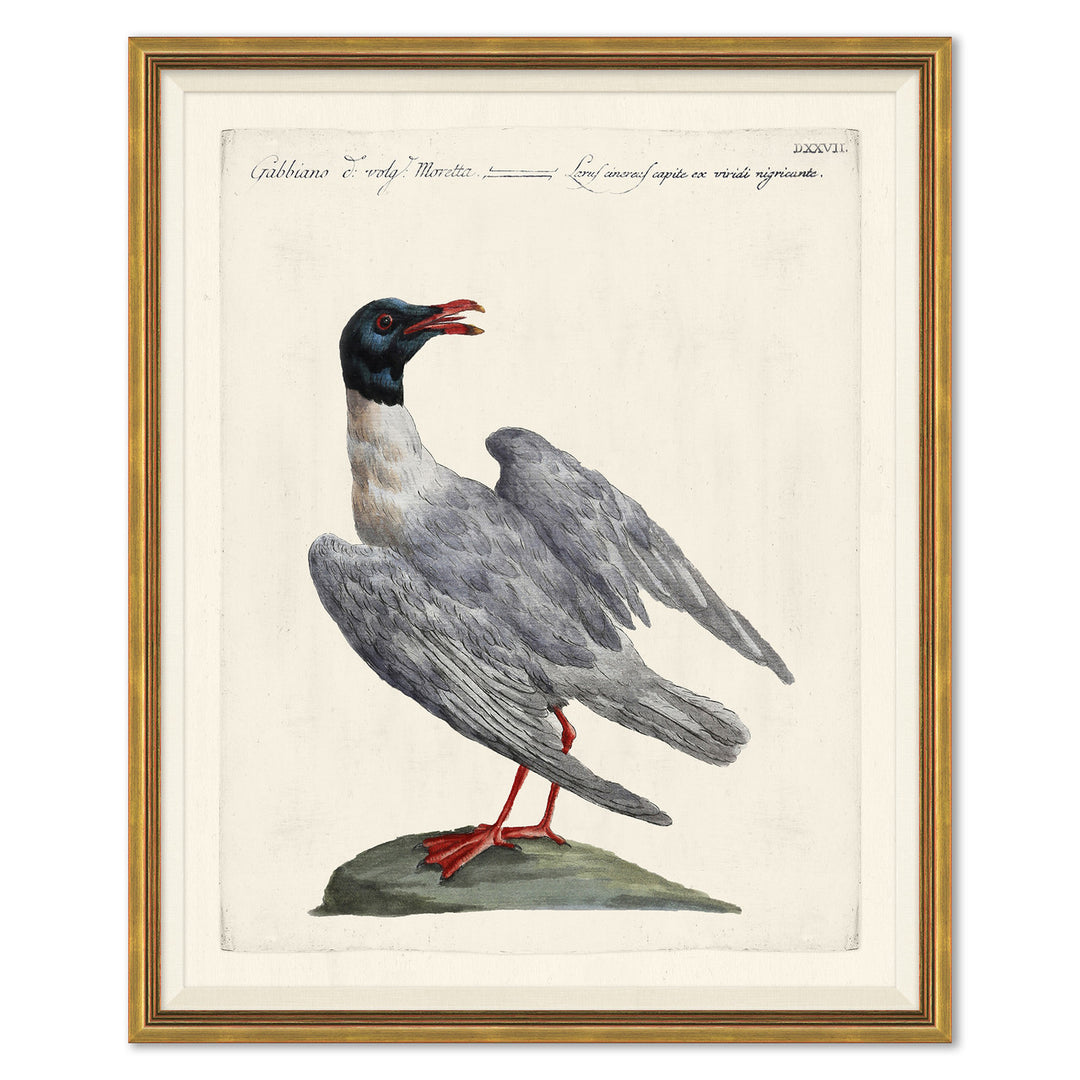 Odd Birds by Soicher Marin