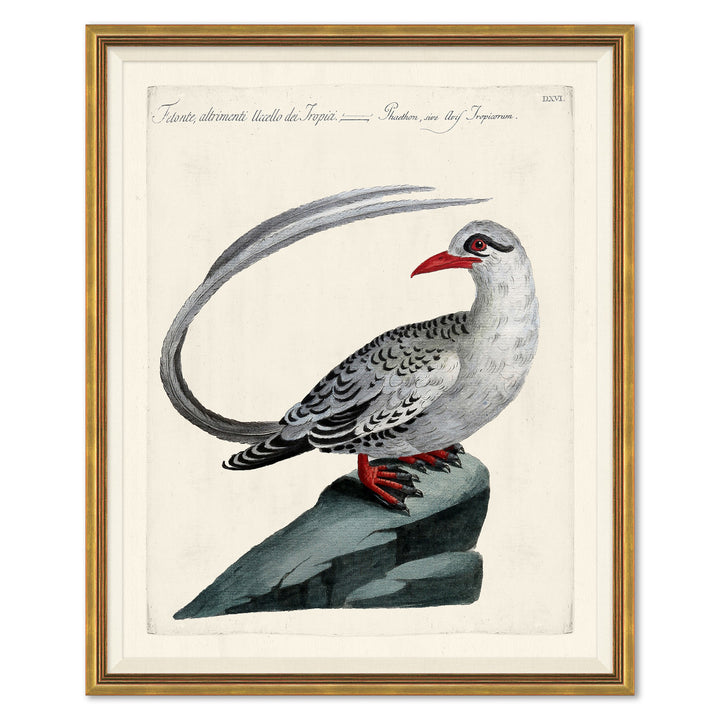 Odd Birds by Soicher Marin