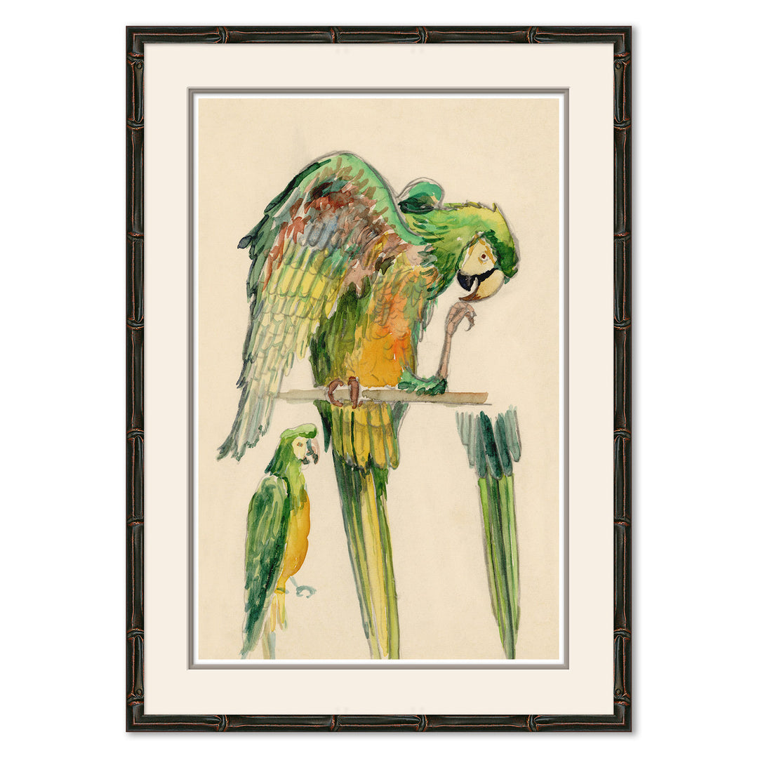Parrots by Soicher Marin