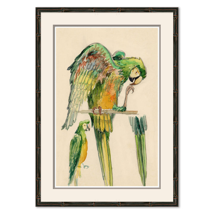 Parrots by Soicher Marin