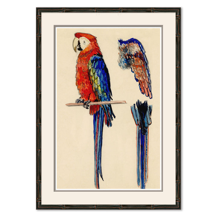 Parrots by Soicher Marin