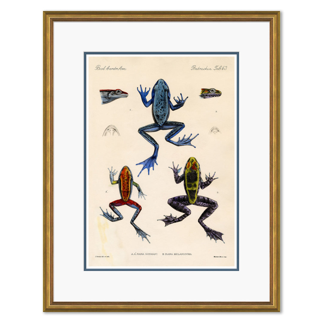 Frogs by Soicher Marin