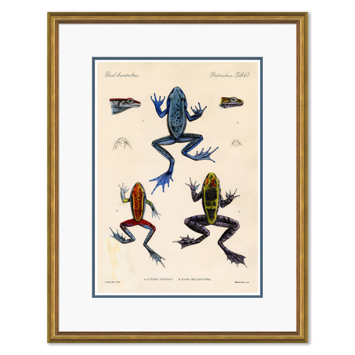 Frogs by Soicher Marin