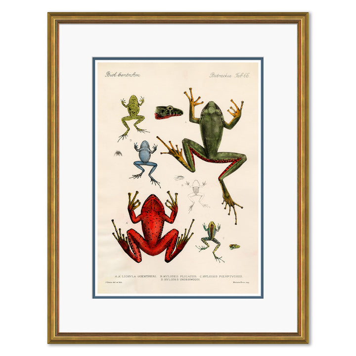 Frogs by Soicher Marin