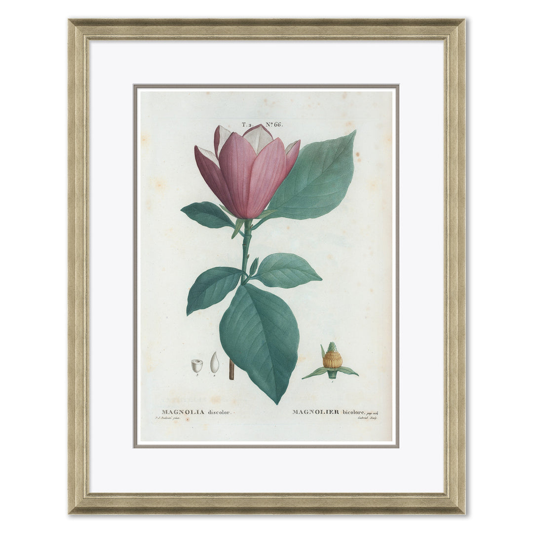 Magnolia by Soicher Marin