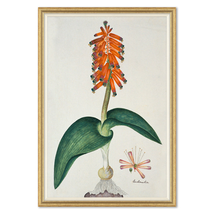 The Gordon African Collection: Plants, Robert Jacob Gordon, 1777-1786 by Soicher Marin