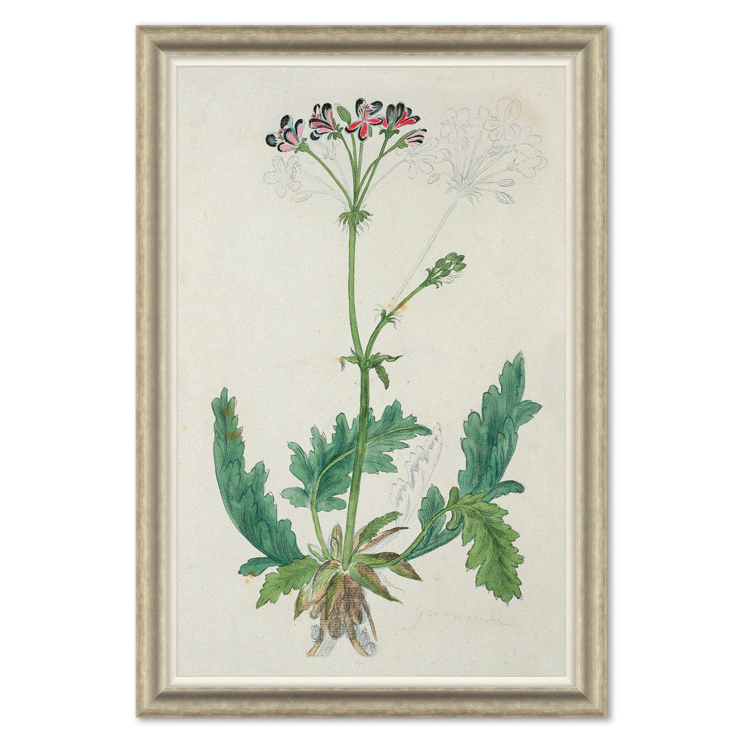 The Gordon African Collection: Plants, Robert Jacob Gordon, 1777-1786 by Soicher Marin