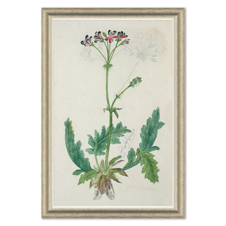 The Gordon African Collection: Plants, Robert Jacob Gordon, 1777-1786 by Soicher Marin