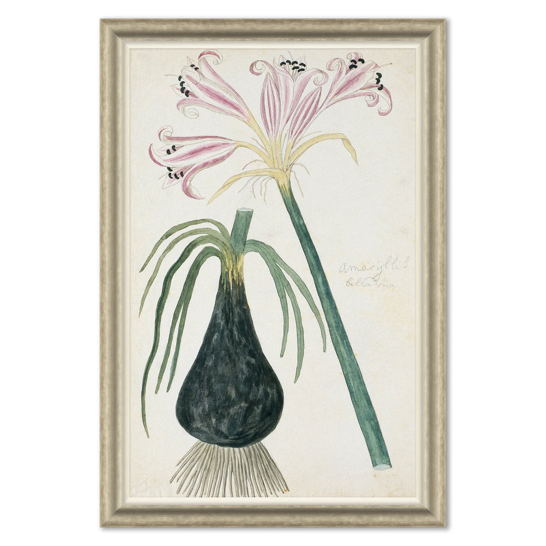 Belladonna Lily by Soicher Marin