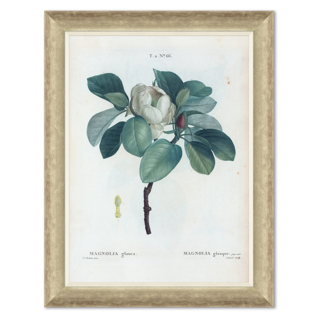 Magnolias by Soicher Marin