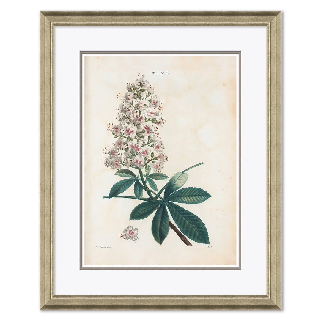 Aesculus Hippocastorum by Soicher Marin