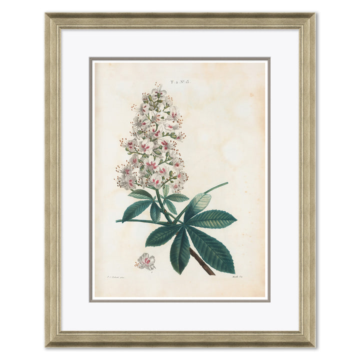 Aesculus Hippocastorum by Soicher Marin