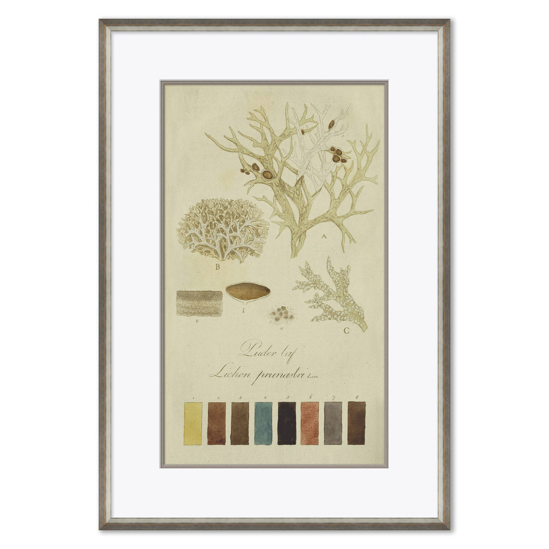 Lichen Studies, John Peter Westring, 1808 by Soicher Marin