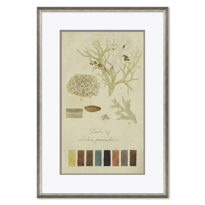 Lichen Studies, John Peter Westring, 1808 by Soicher Marin