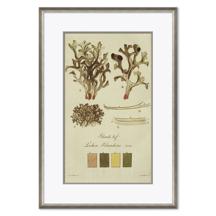 Lichen Studies, John Peter Westring, 1808 by Soicher Marin