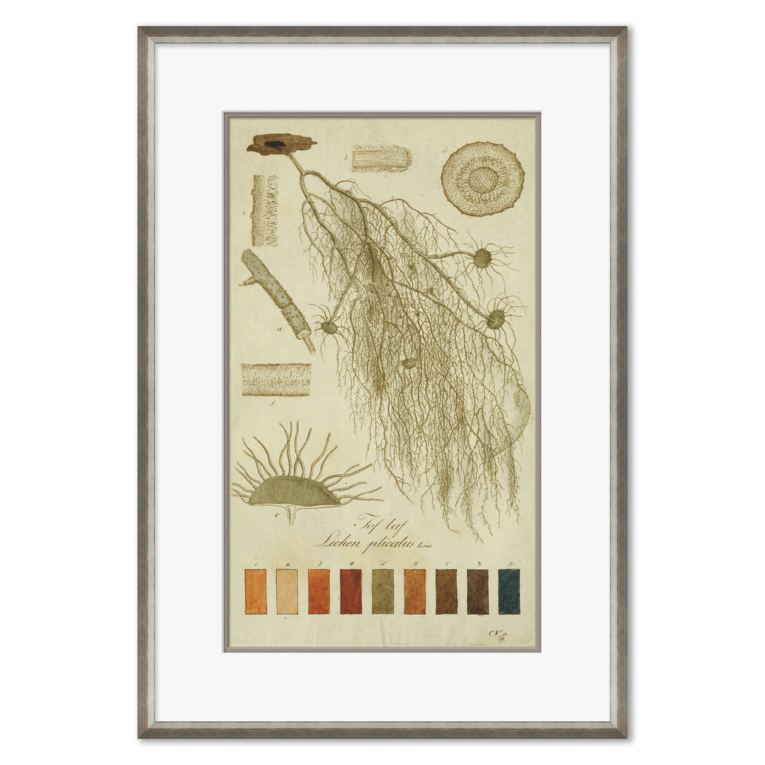 Lichen Studies, John Peter Westring, 1808 by Soicher Marin