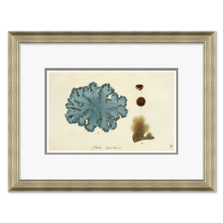 Blue Coral by Soicher Marin
