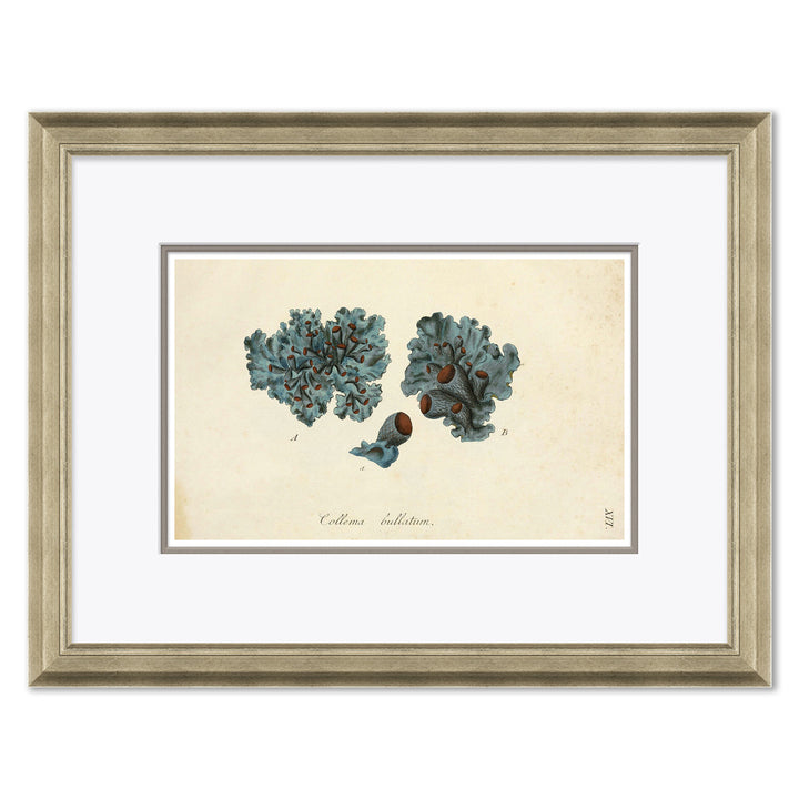 Blue Coral by Soicher Marin