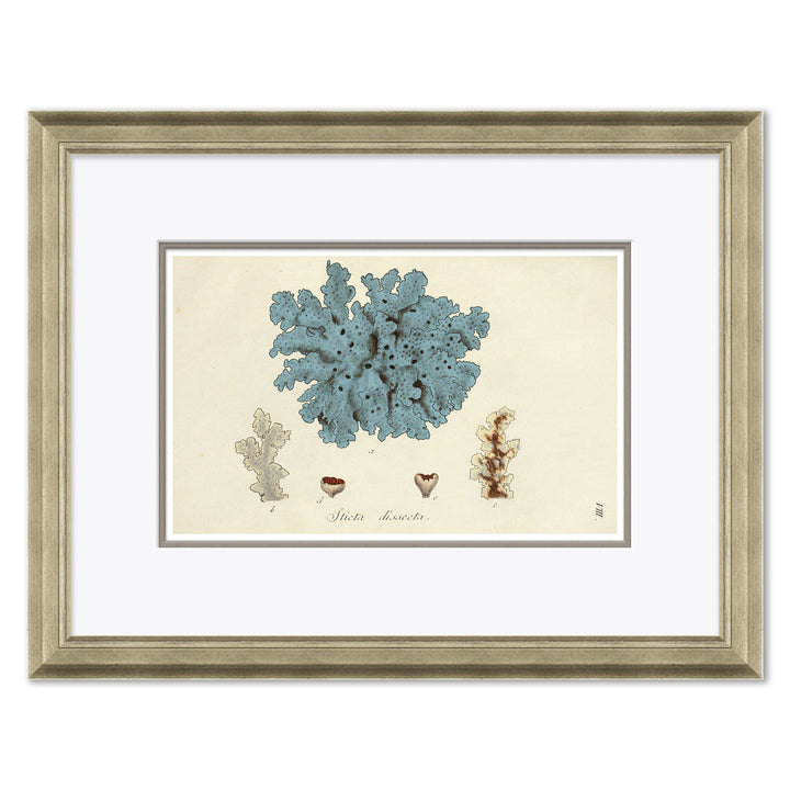 Blue Coral by Soicher Marin