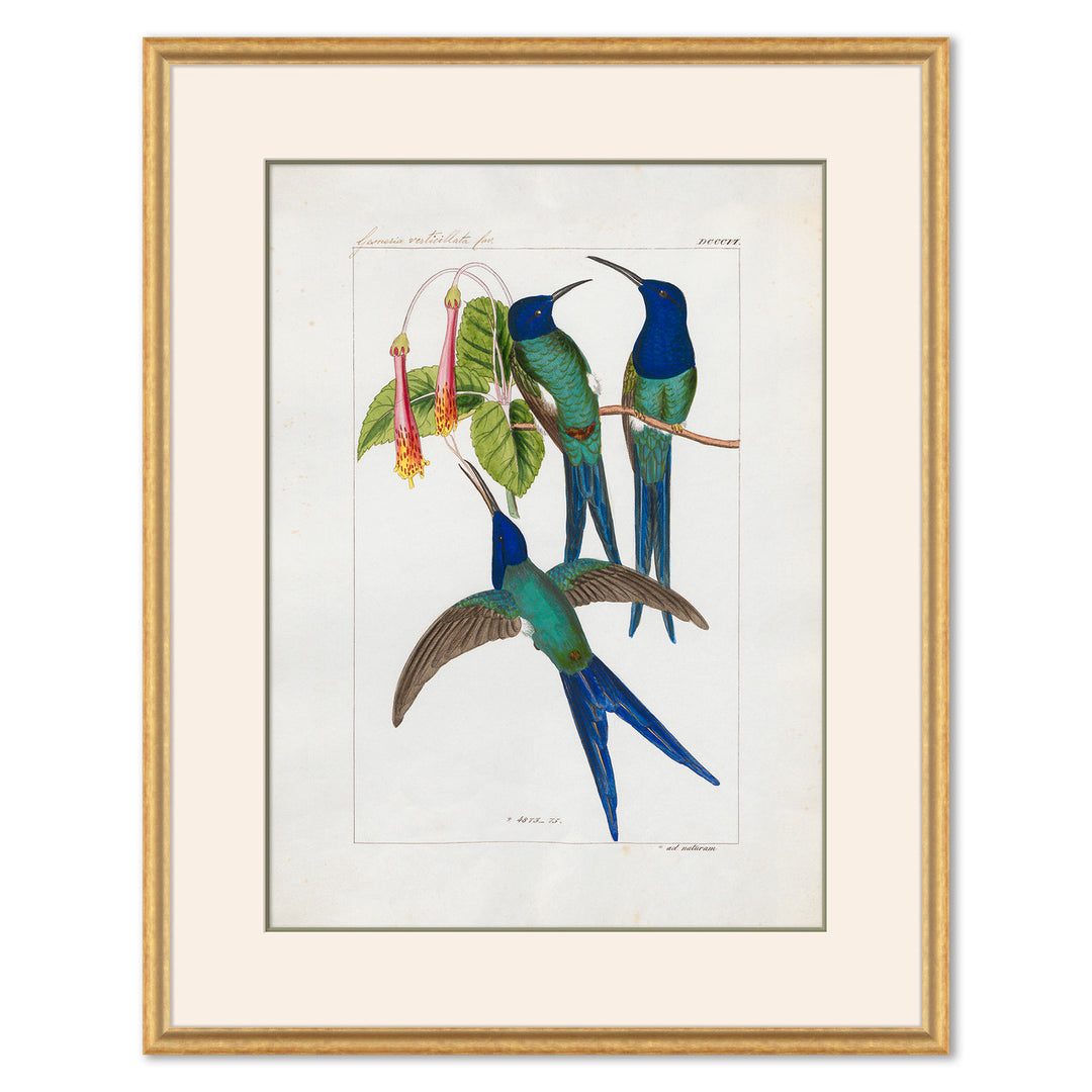 Hummingbirds by Soicher Marin