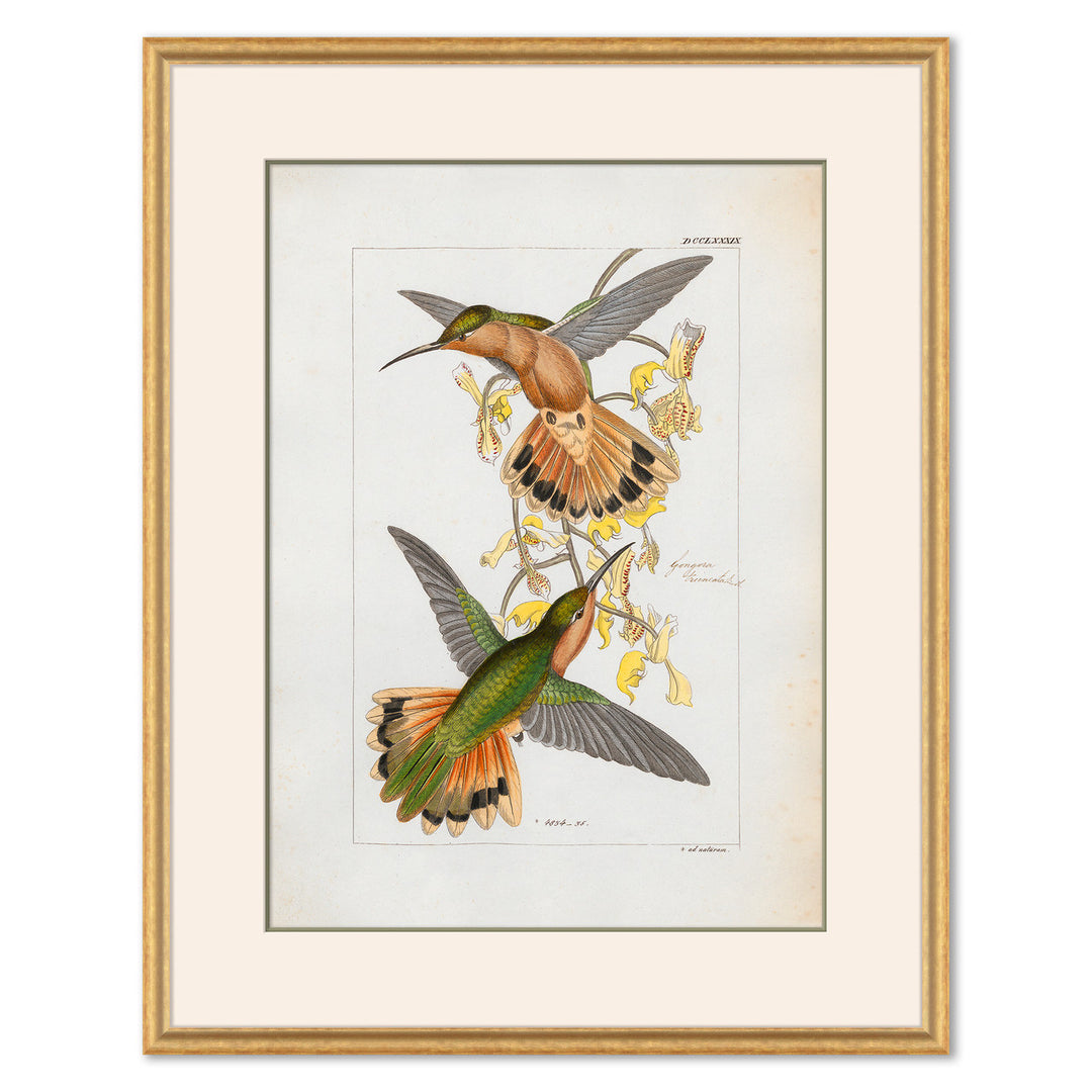 Hummingbirds by Soicher Marin