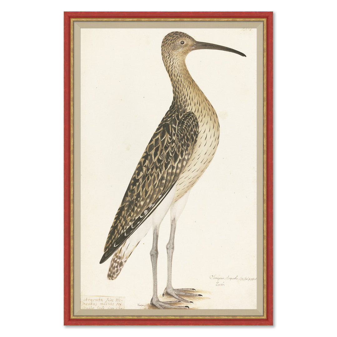 18th Century Bird Re-Strikes I by Soicher Marin