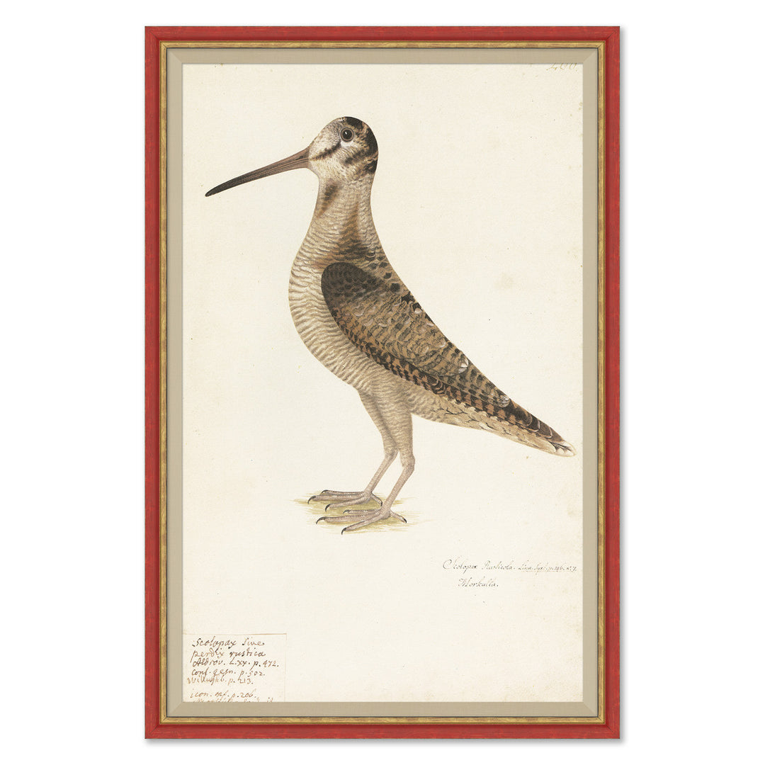 18th Century Bird Re-Strikes IV by Soicher Marin