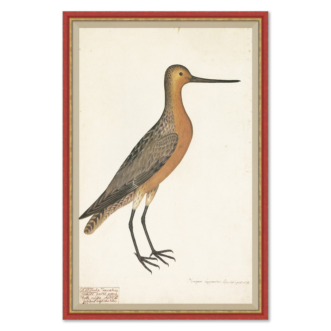 18th Century Bird Re-Strikes V by Soicher Marin