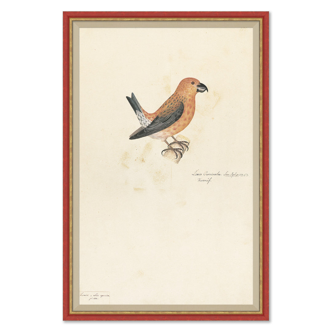 18th Century Bird Re-Strikes VII by Soicher Marin