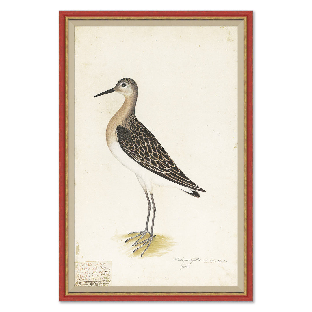 18th Century Bird Re-Strikes VIII by Soicher Marin