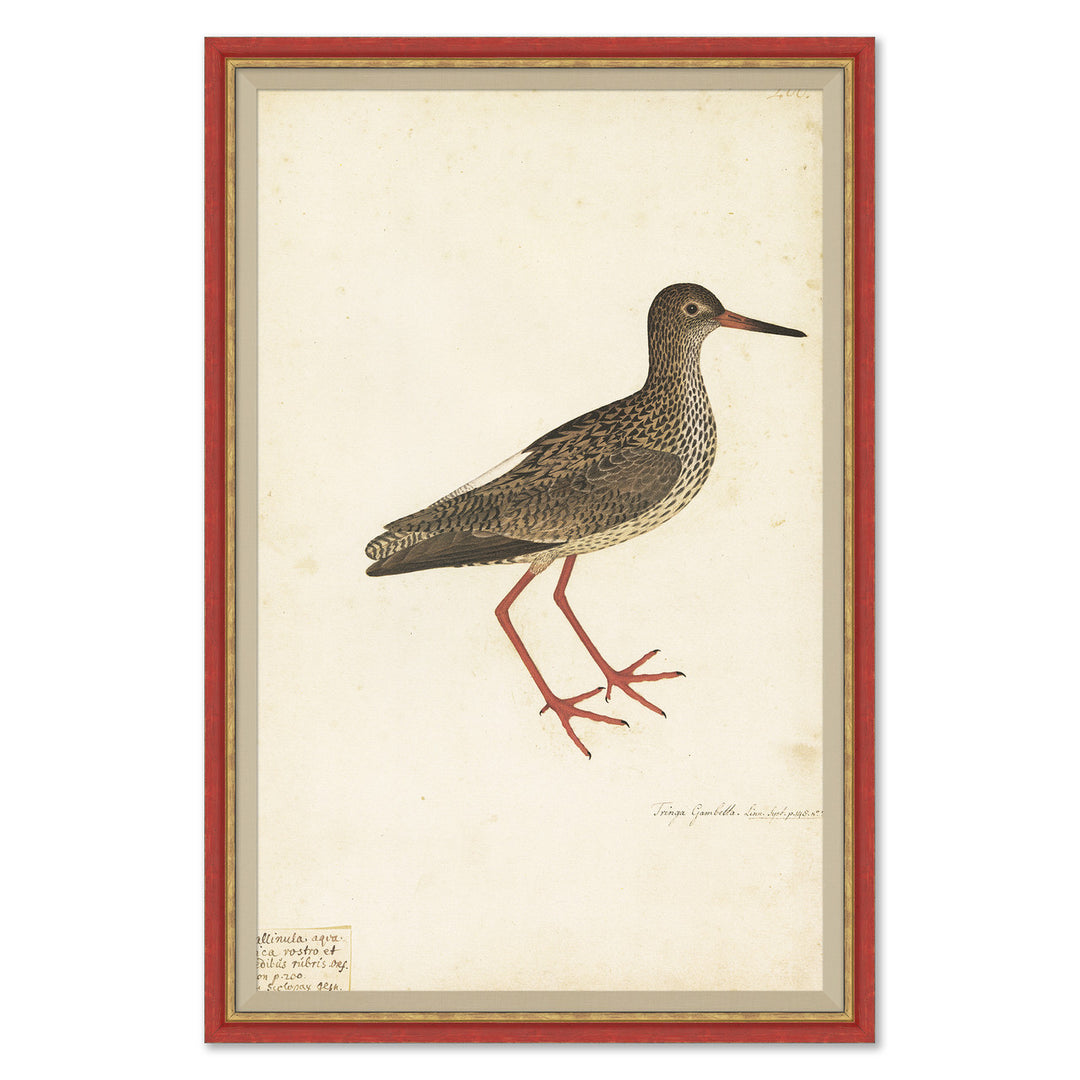 18th Century Bird Re-Strikes IX by Soicher Marin