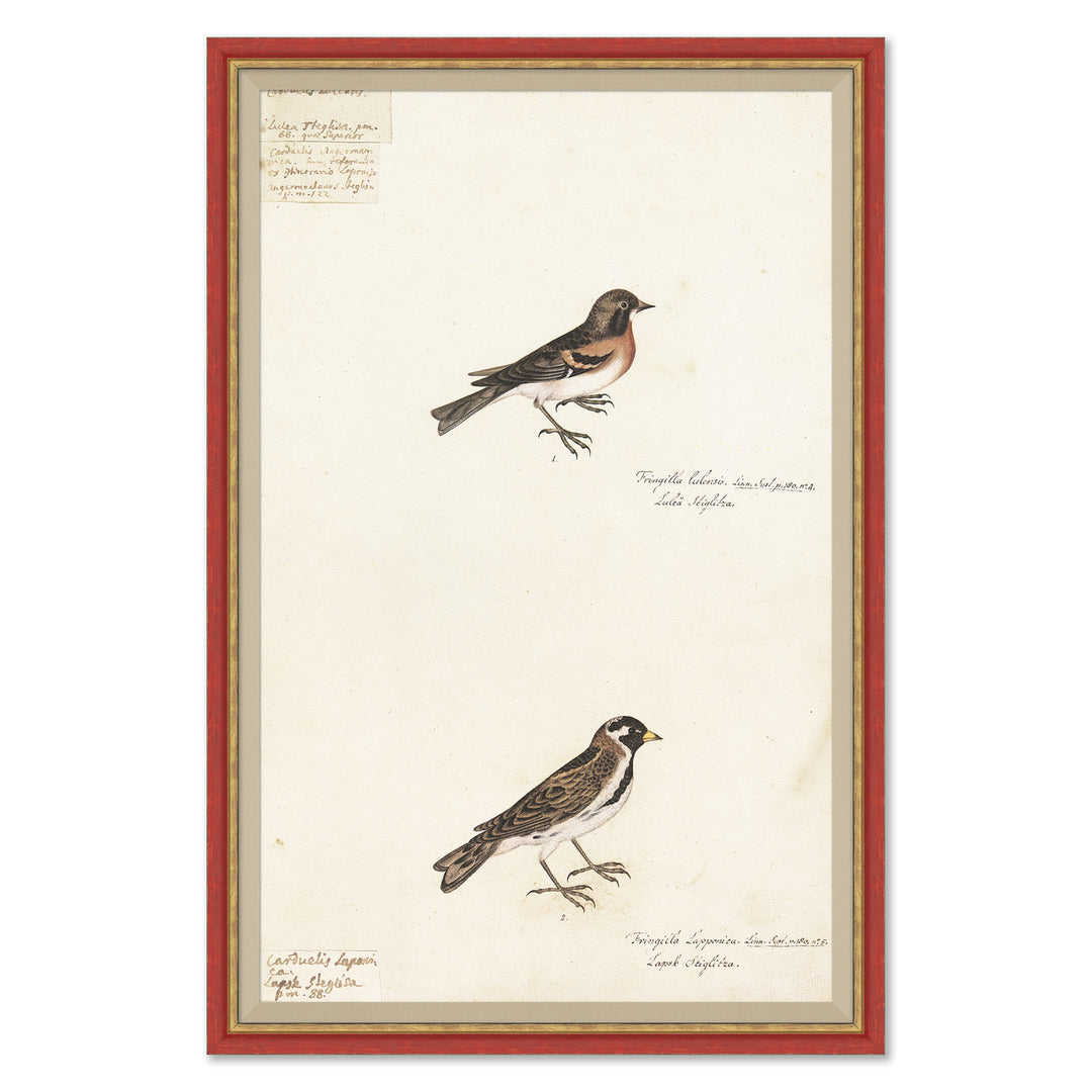 18th Century Bird Re-Strikes XI by Soicher Marin