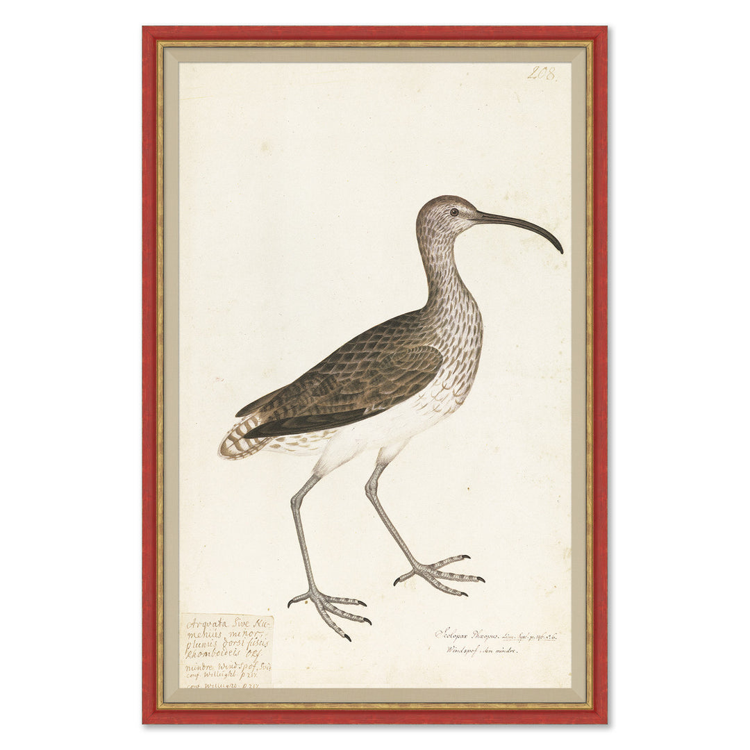18th Century Bird Re-Strikes XIII by Soicher Marin