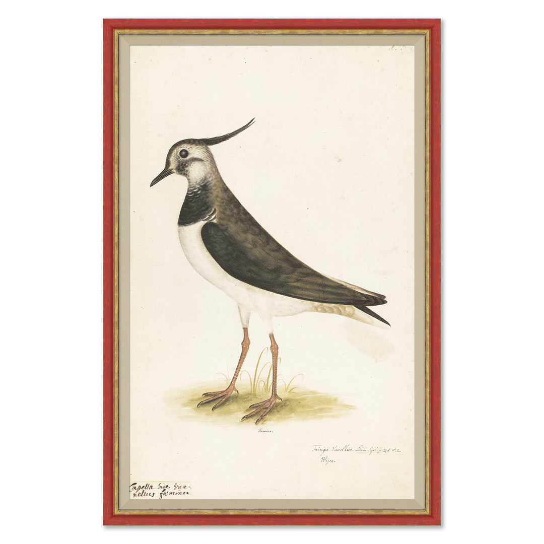 18th Century Bird Re-Strikes XVI by Soicher Marin