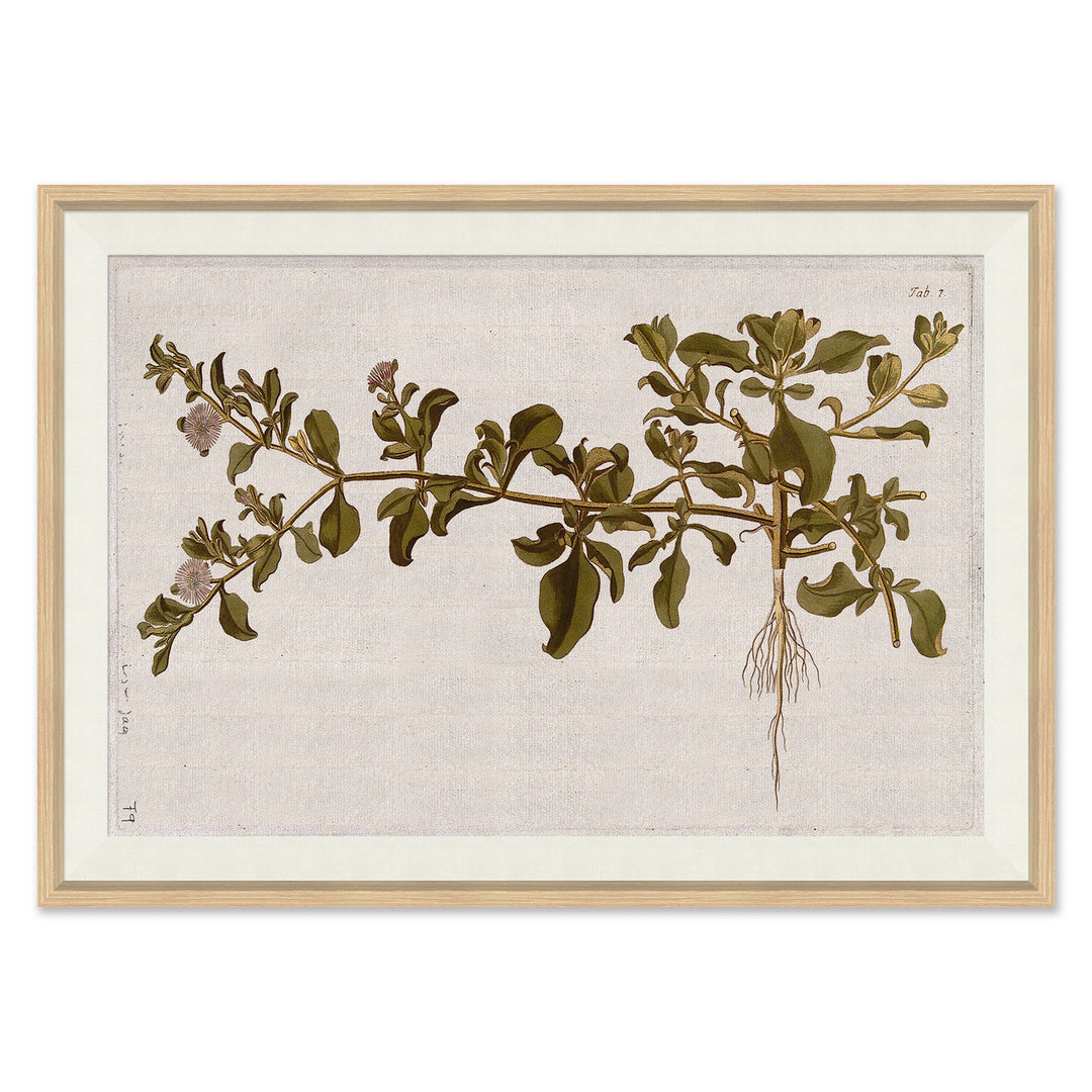 17th Century Horticultural Studies II by Soicher Marin