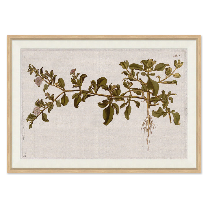 17th Century Horticultural Studies II by Soicher Marin