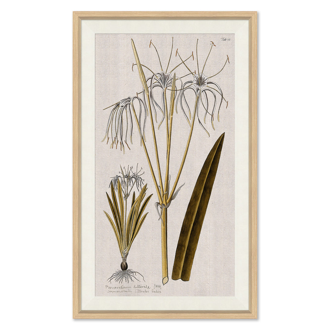 17th Century Wild Flower Studies I by Soicher Marin