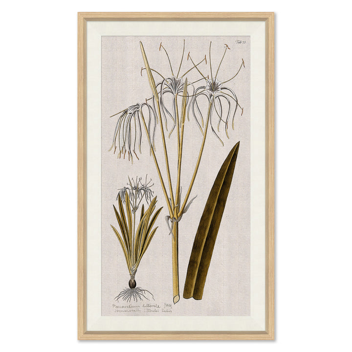 17th Century Wild Flower Studies I by Soicher Marin