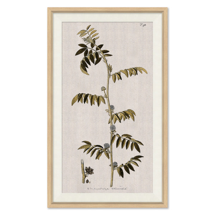17th Century Wild Flower Studies II by Soicher Marin