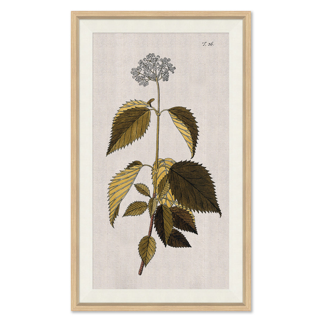 17th Century Wild Flower Studies IIII by Soicher Marin