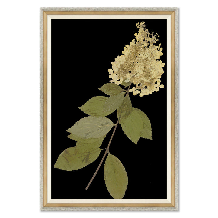 Solarized Herbarium with Dark Background by Soicher Marin