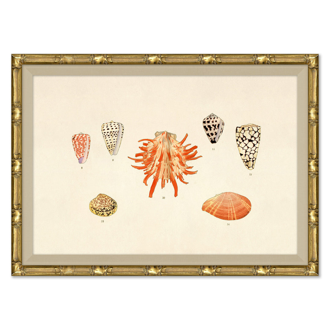 Malacology Study, Plate I by Soicher Marin